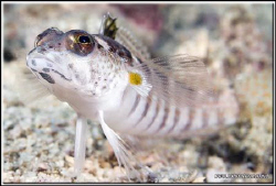 Portait of a small sandperch D200/60mm by Yves Antoniazzo 